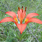 Prairie Lily