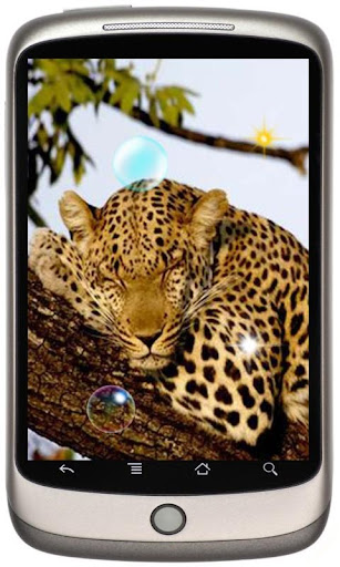 Leopards Cool live wallpaper