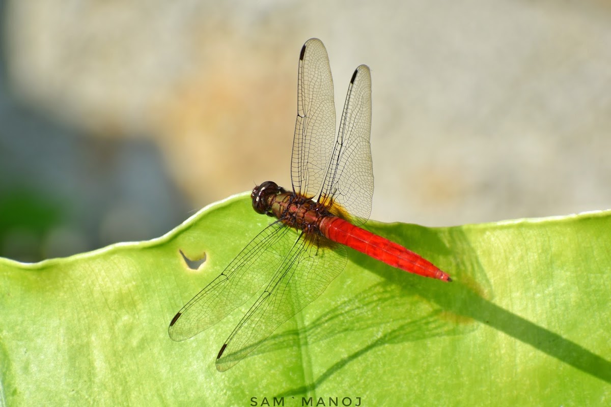 Brown-backed Red Marsh Hawk / Spine-tufted Skimmer (♂male)