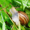 Striped Whitelip Snail