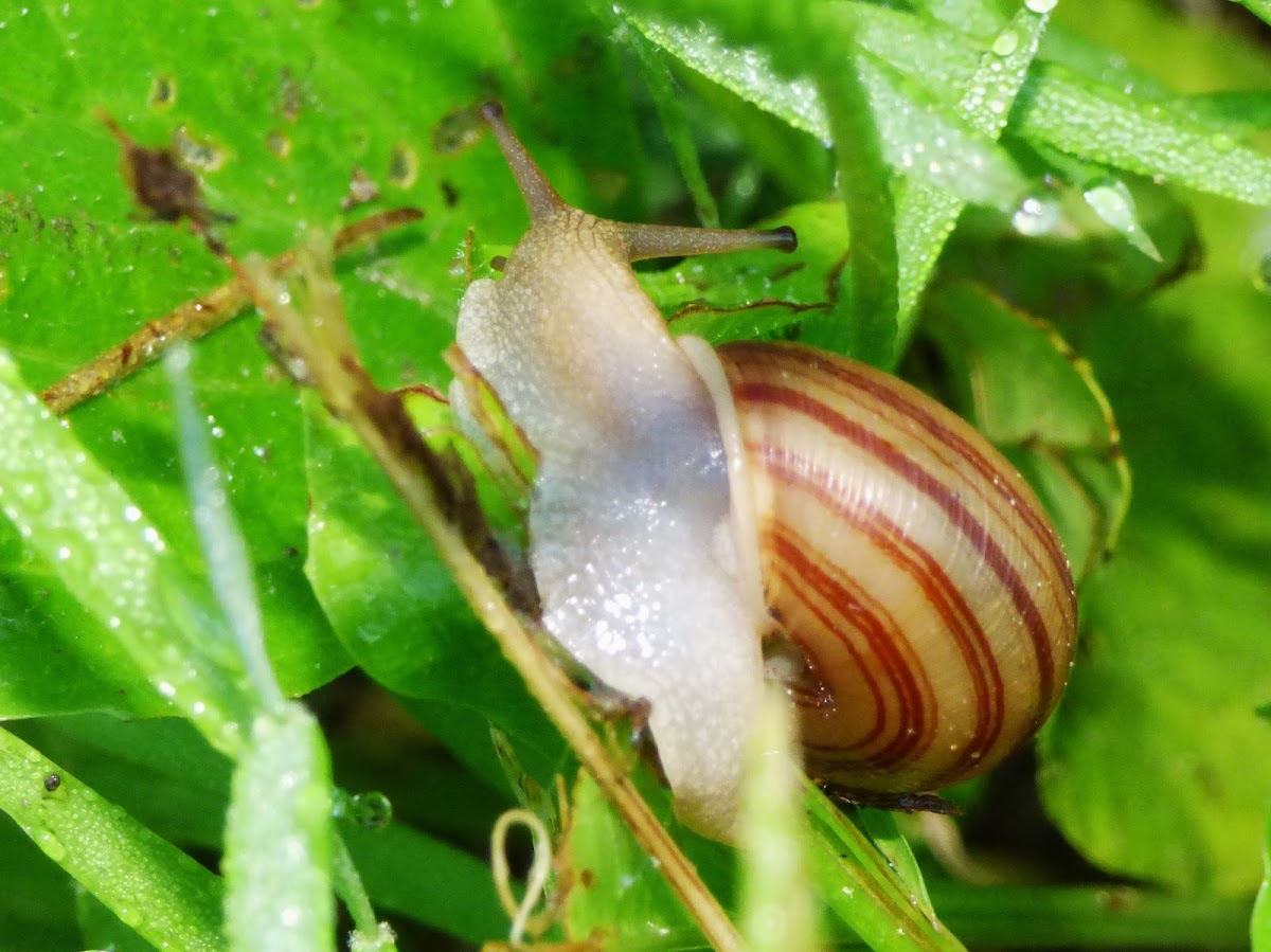 Striped Whitelip Snail