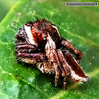 Jumping Spider