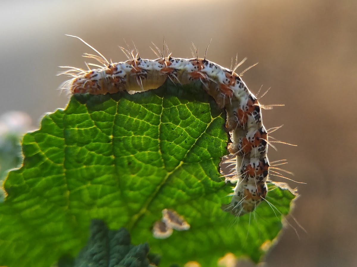 Heliotrope Moth