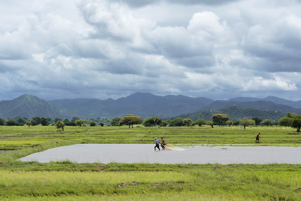 Rice fields can save the planet di storyofwanderer