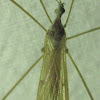 Limoniid Crane Fly