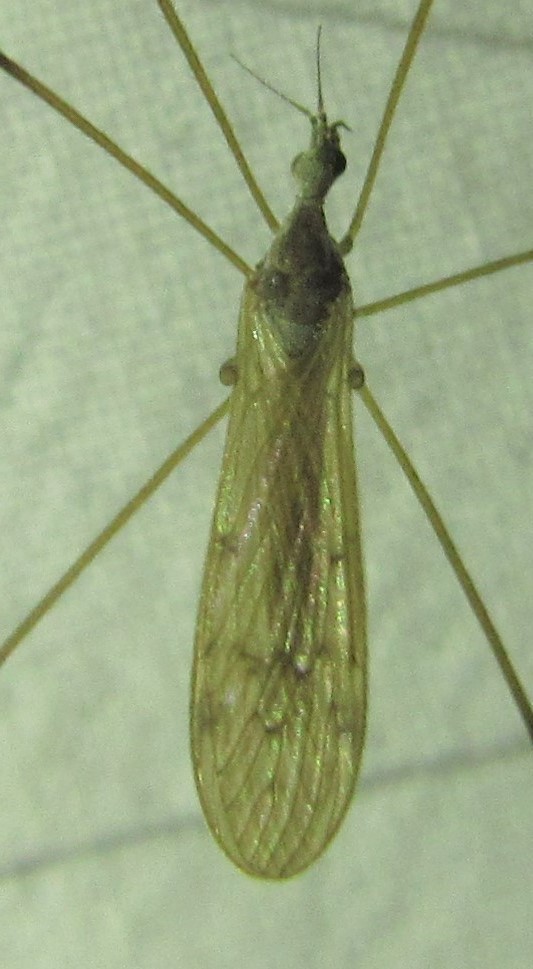 Limoniid Crane Fly