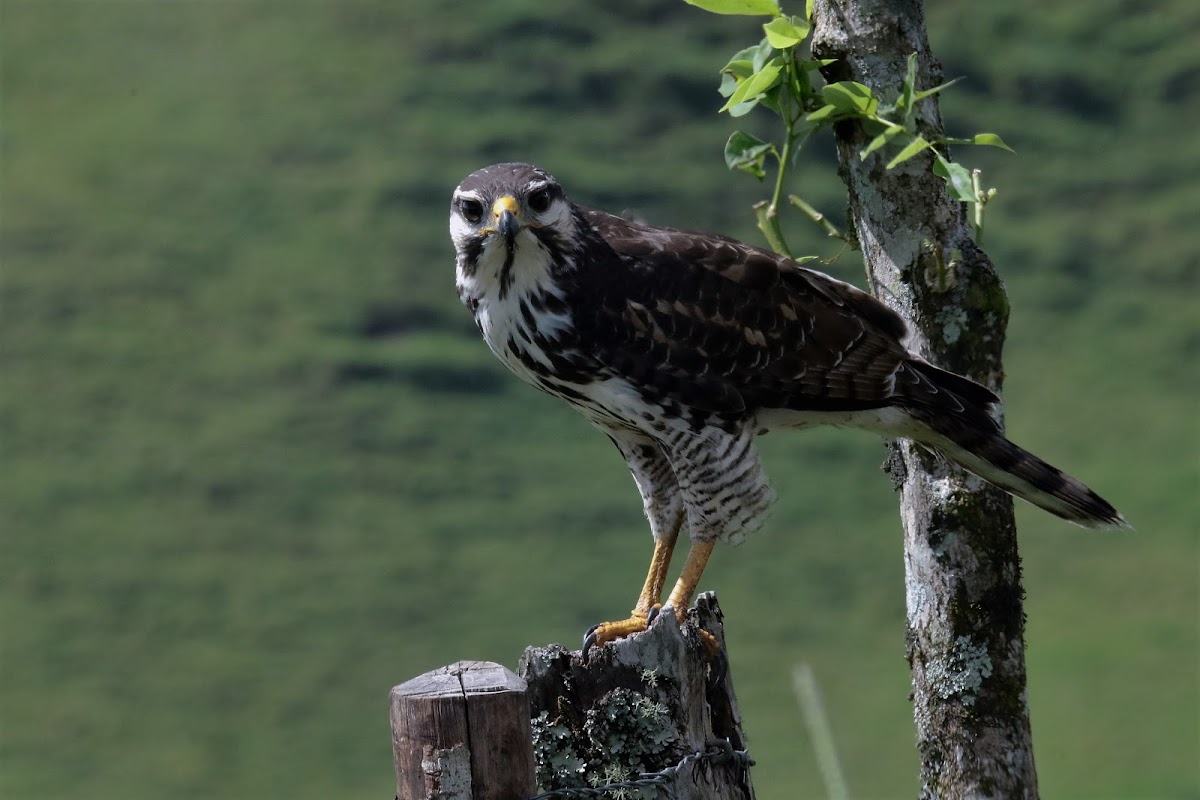 Roadside Hawk