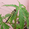 Blue Hawklet Dragonfly female