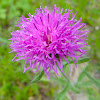 Brownray knapweed