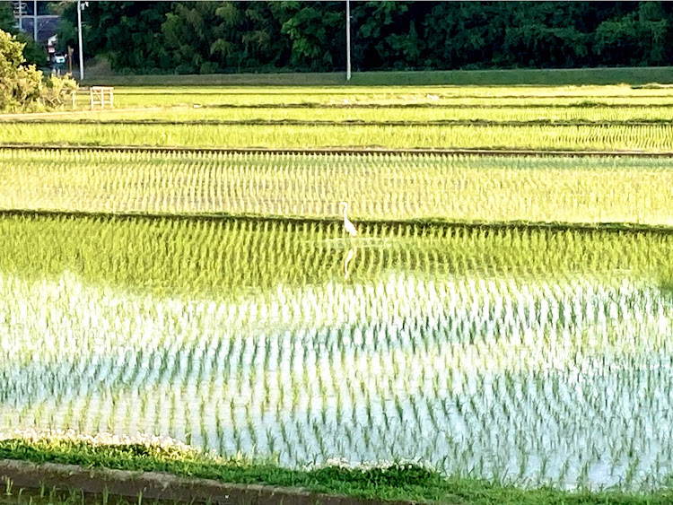 コペンの🚶徘徊老人👨‍🦳参上ぉ〜‼︎٩( 'ω' )و・☕︎コーヒーTIMEを満喫‼︎d(^_^o)・🌅朝日と🌇夕日と🛻コペン‼︎(≧∀≦)・😊本日は🛣️何処に?🛻行こうかな⁇に関するカスタム事例の投稿画像6枚目