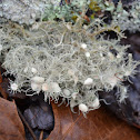 Florida Beard Lichen