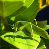 Katydid