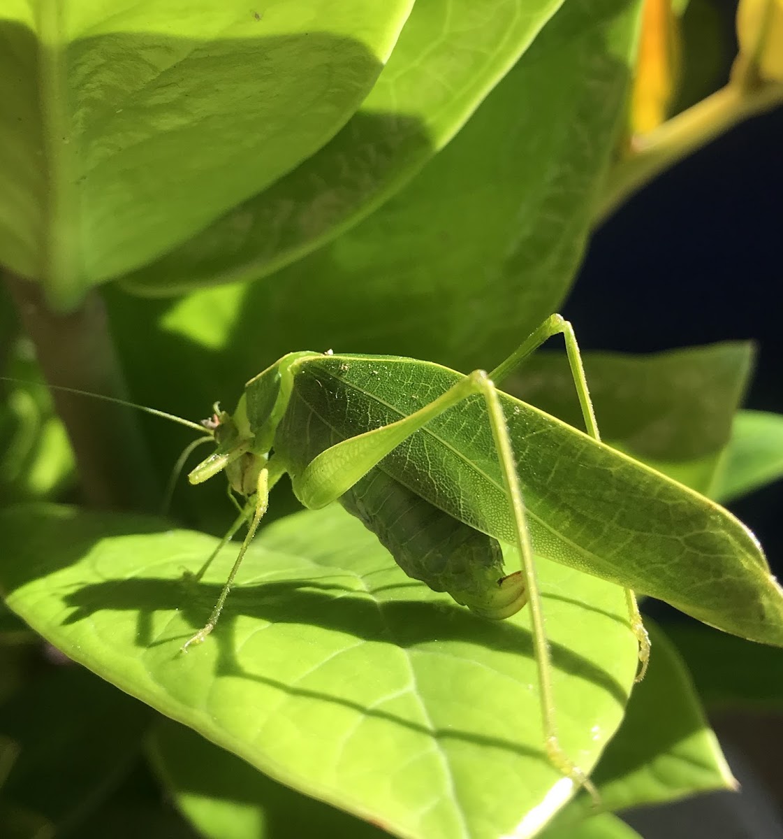 Katydid