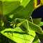 Katydid