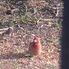 House Finch