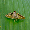 Crambidae Moth