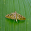 Crambidae Moth