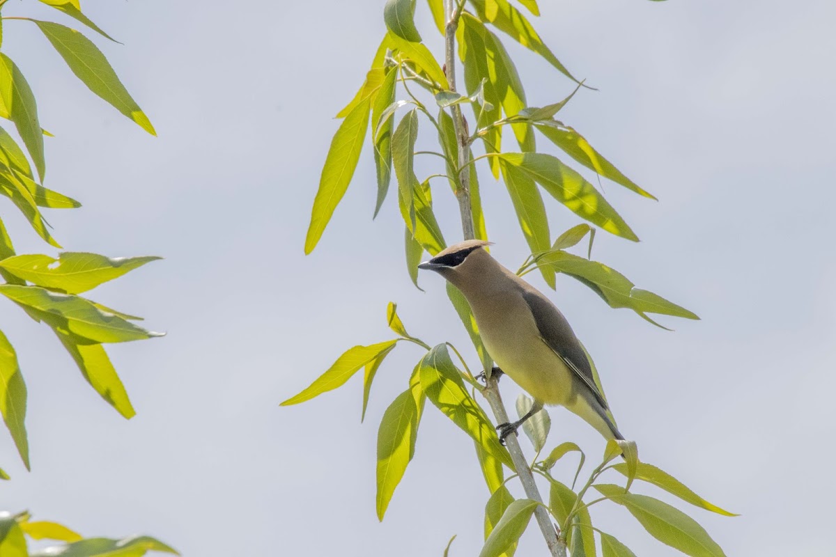 Cedar Waxwing