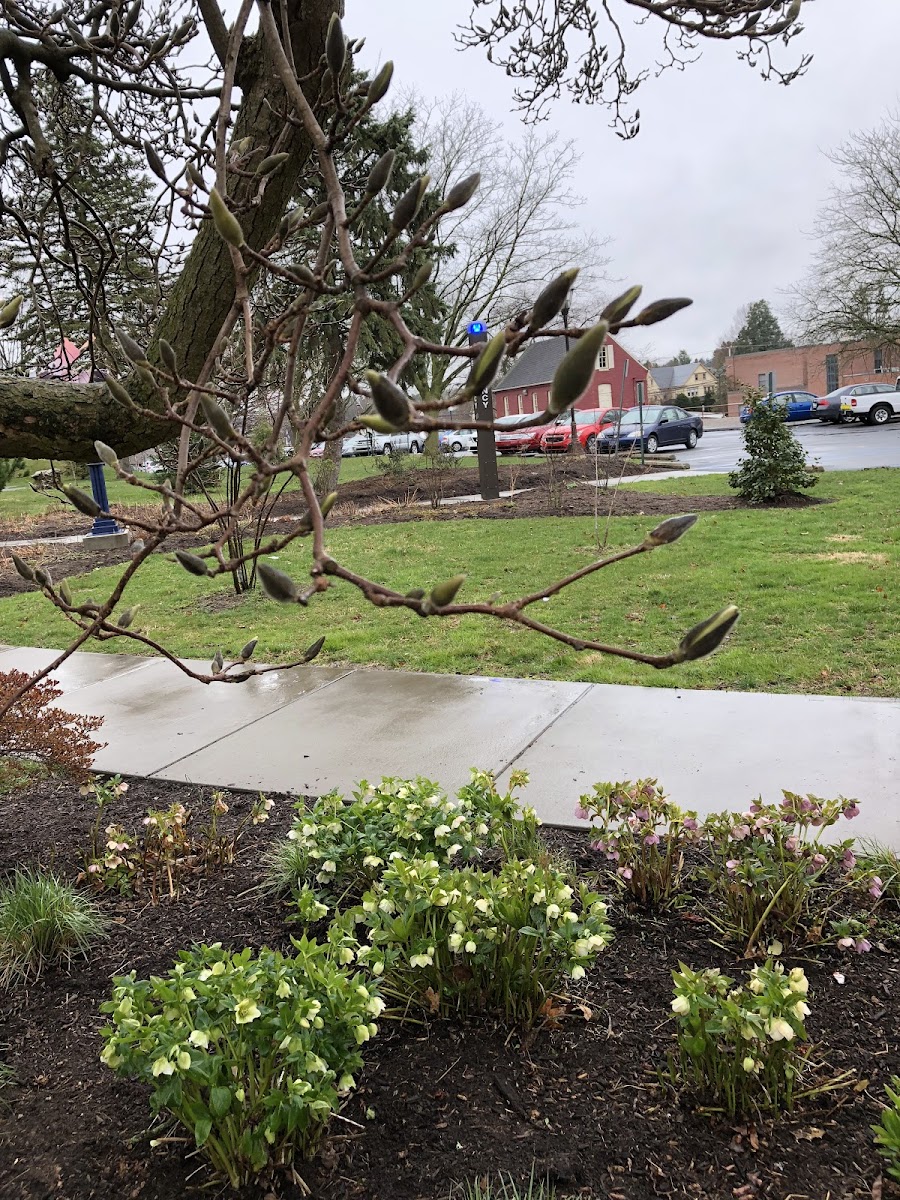 saucer magnolia