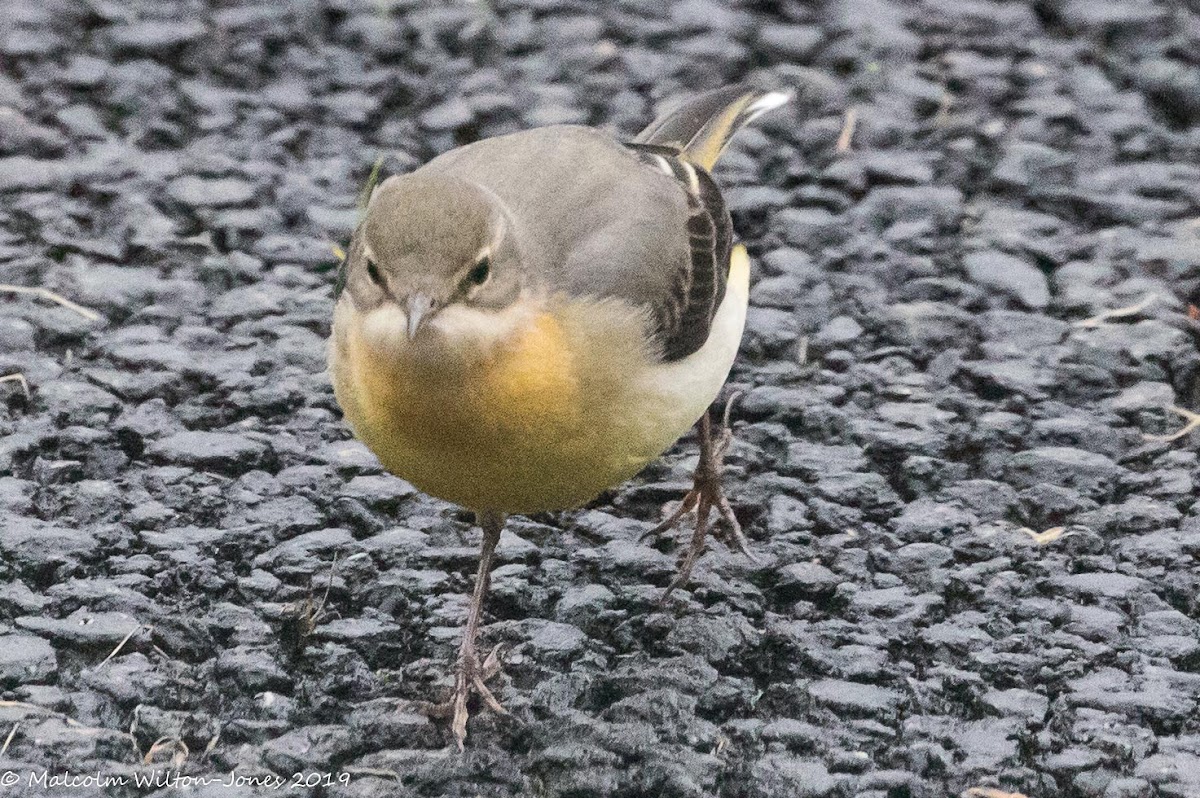 Grey Wagtail