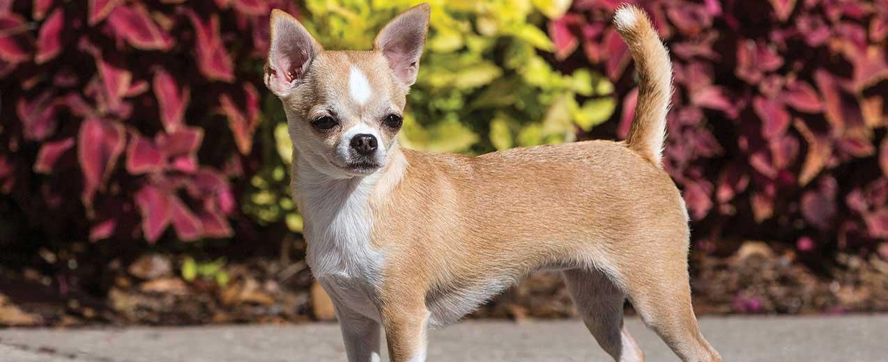 older chihuahuas for sale