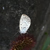 Pale Grass Blue