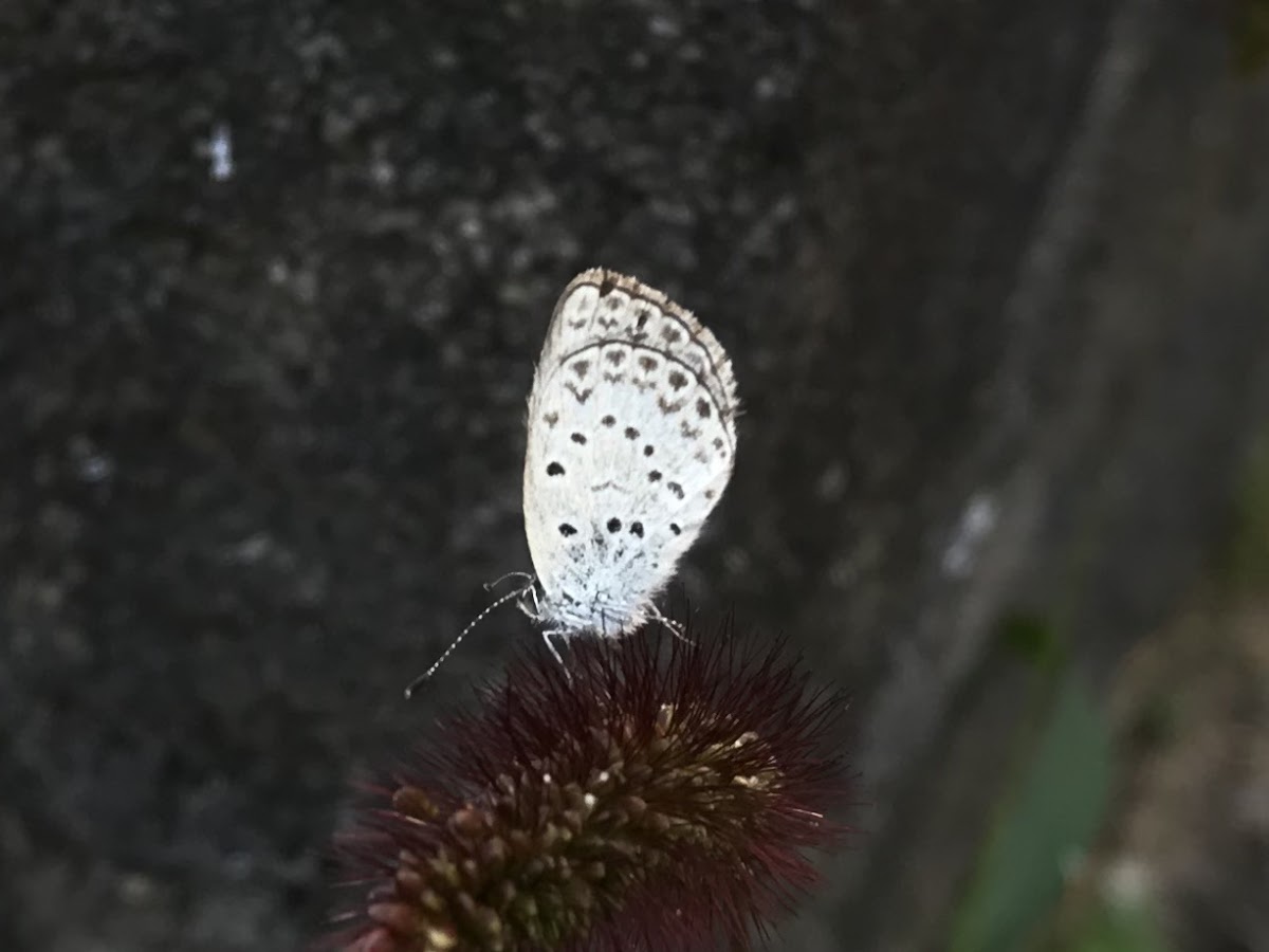 Pale Grass Blue