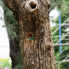 Blue-throated Barbet in nest