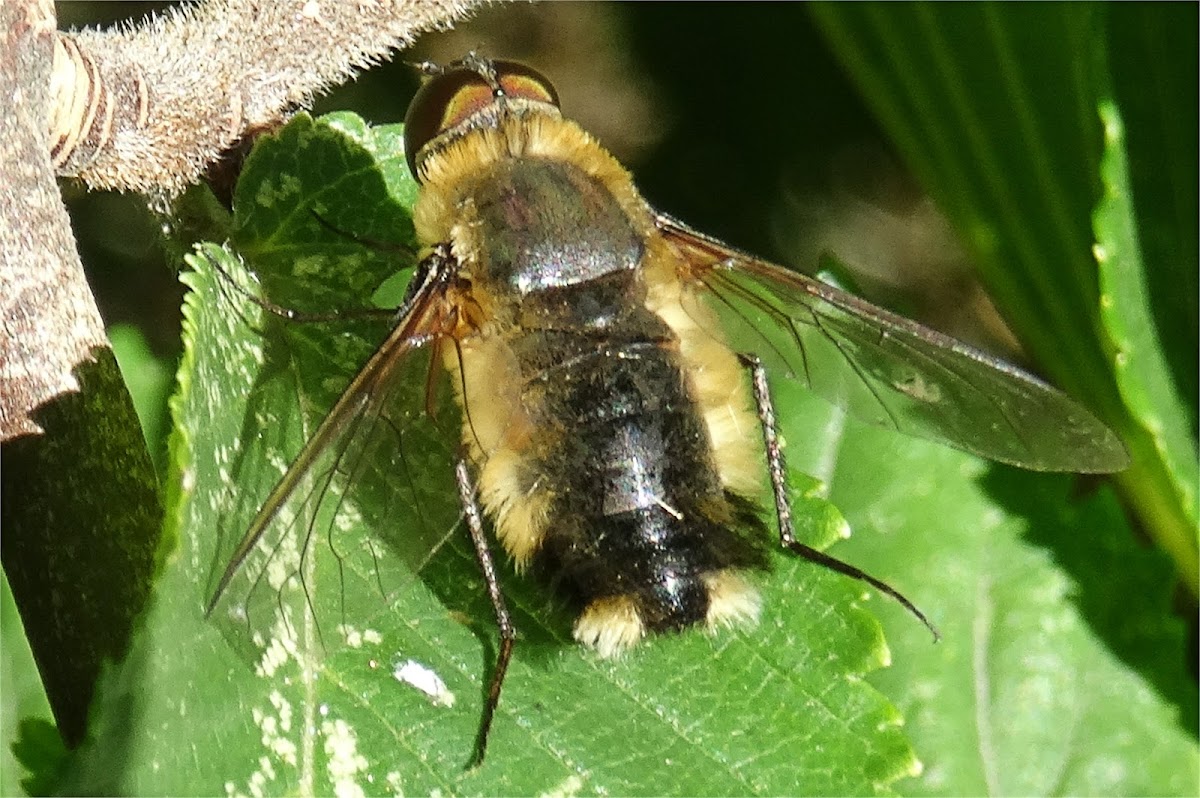 Dune bee fly