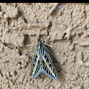 White-Lined Sphinx
