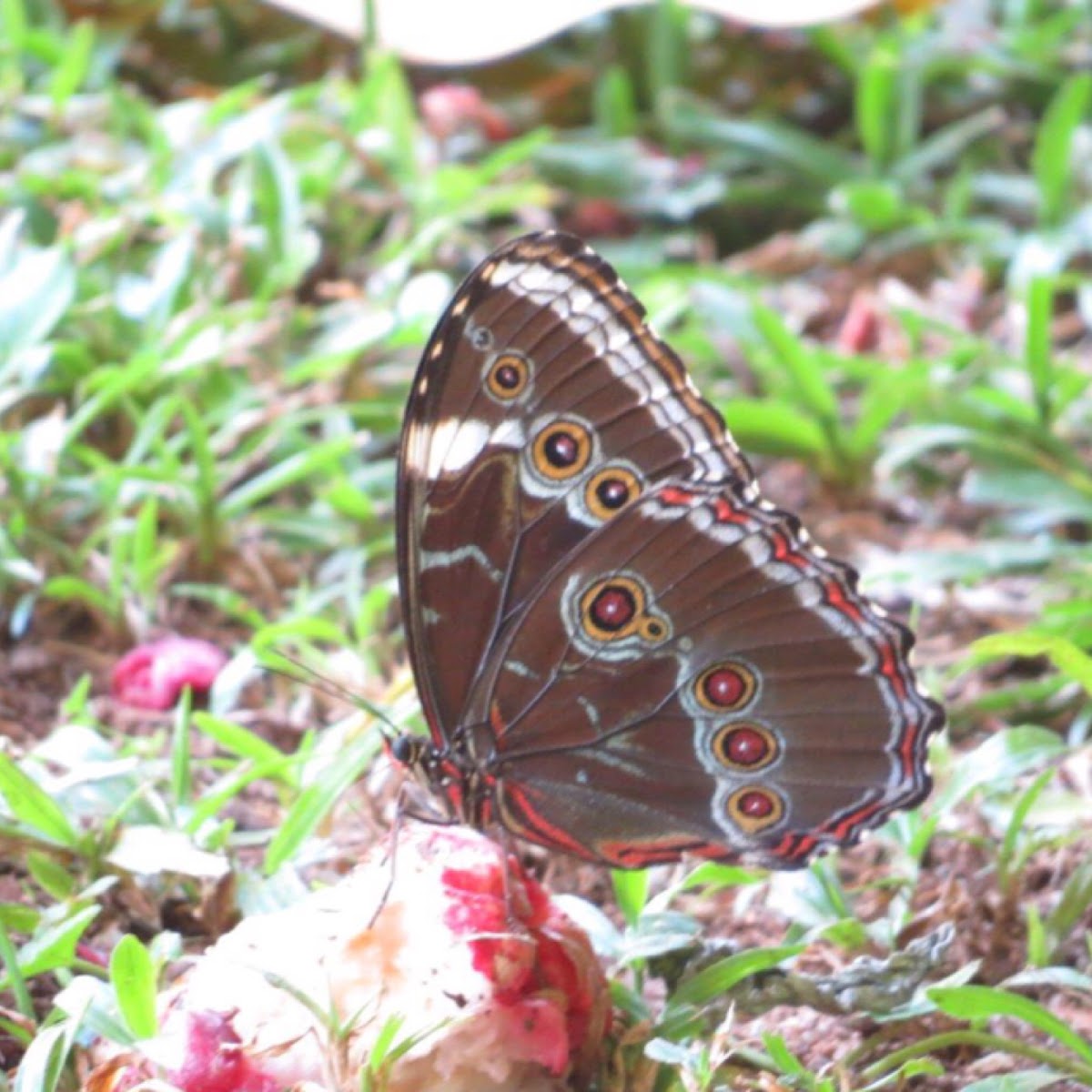 Blue banded morpho