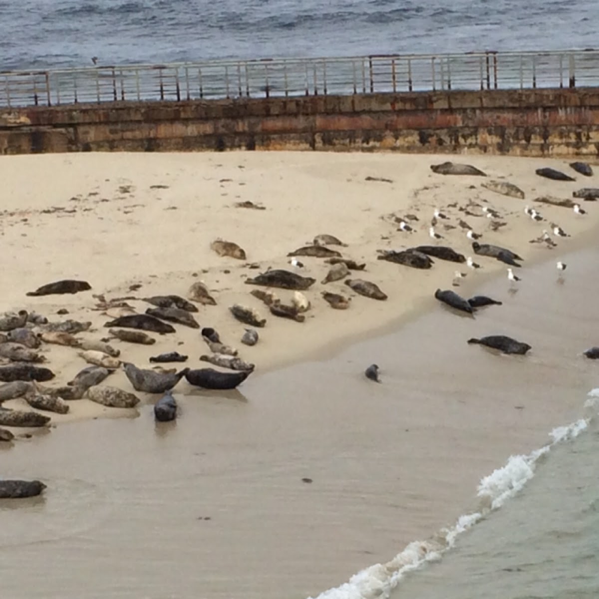 California Seals