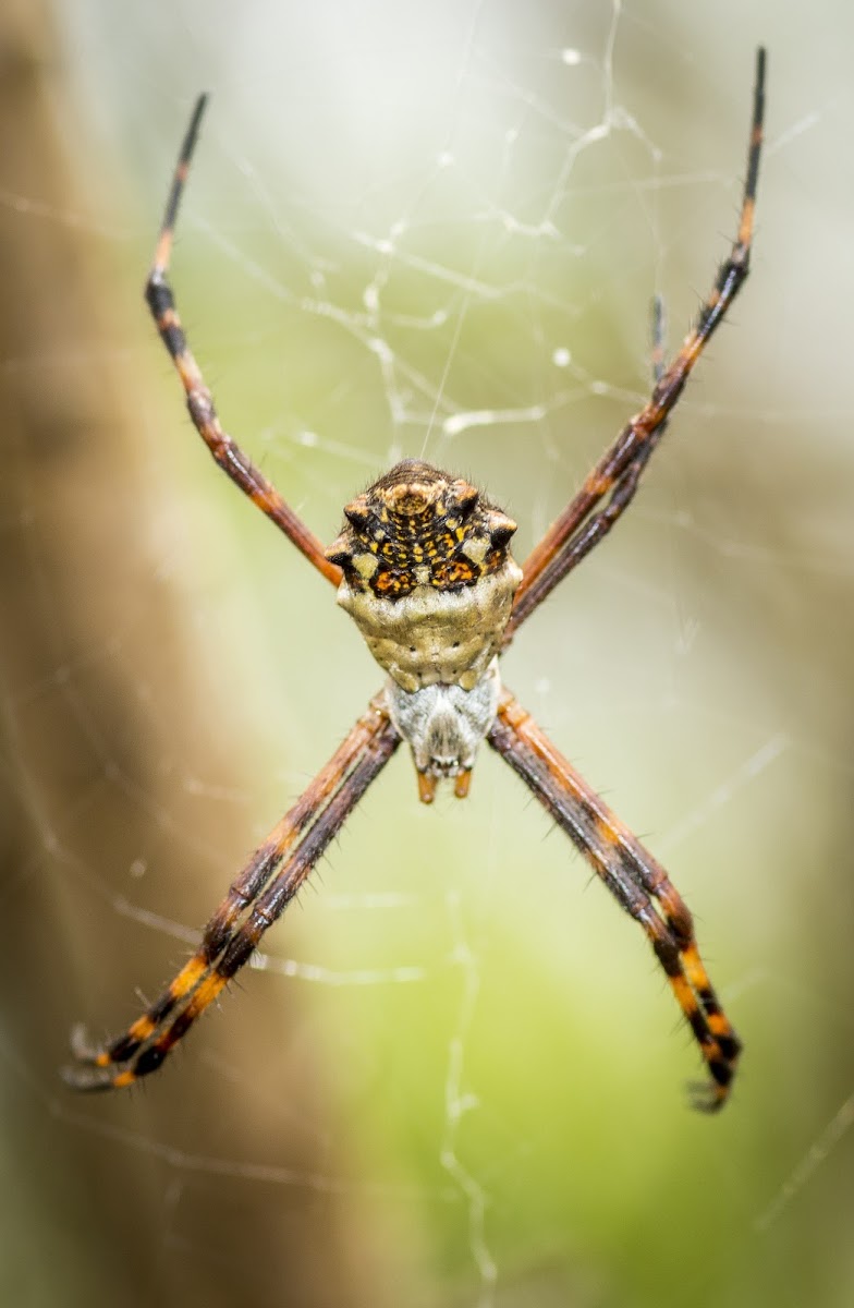 Silver Argiope