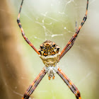 Silver Argiope