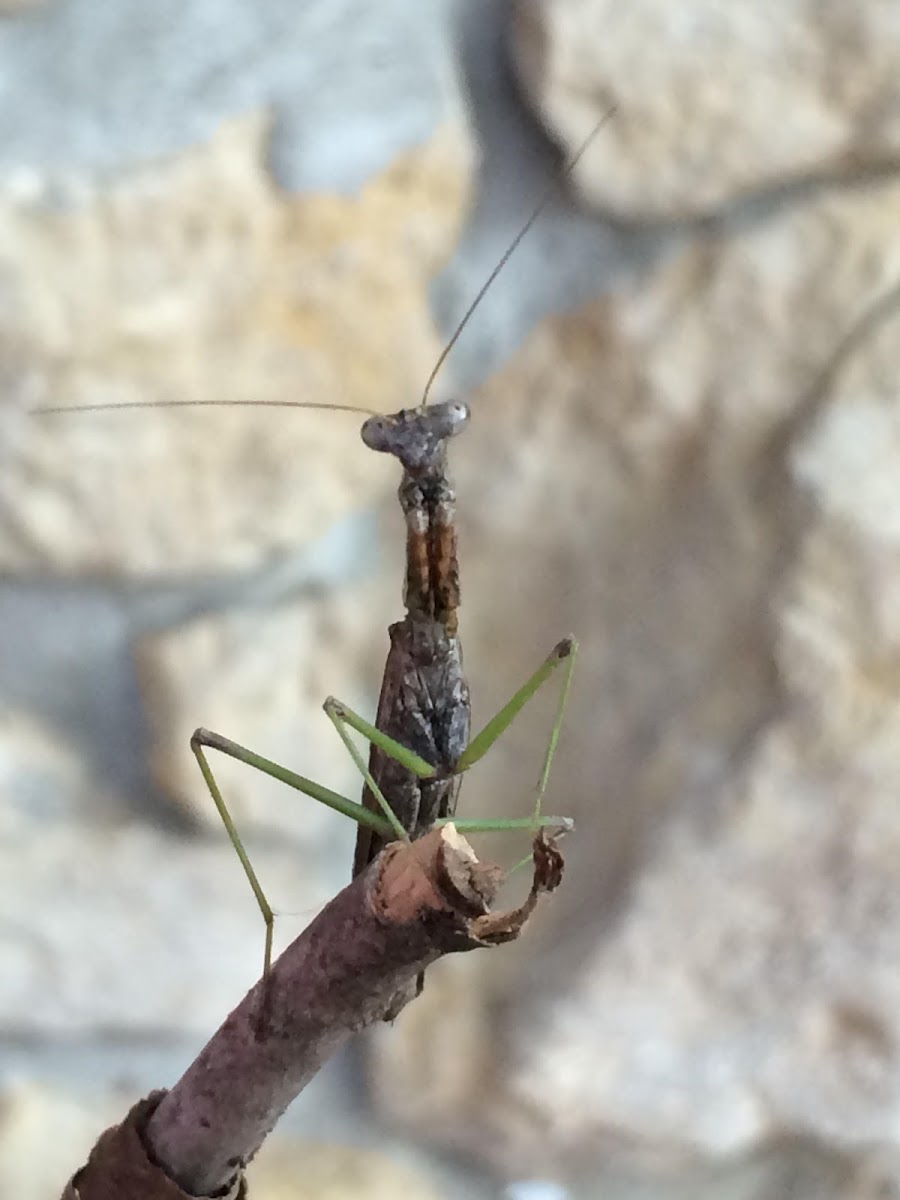 Carolina Mantis