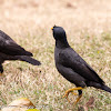 Javan Myna