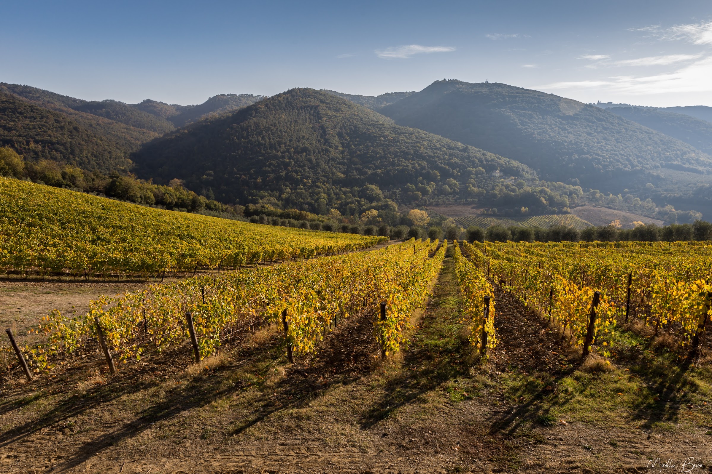 Vigneti nel Chianti Classico, provincia di Siena