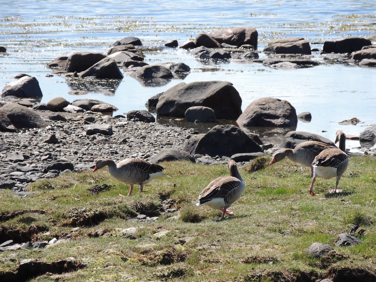 Greylag Goose