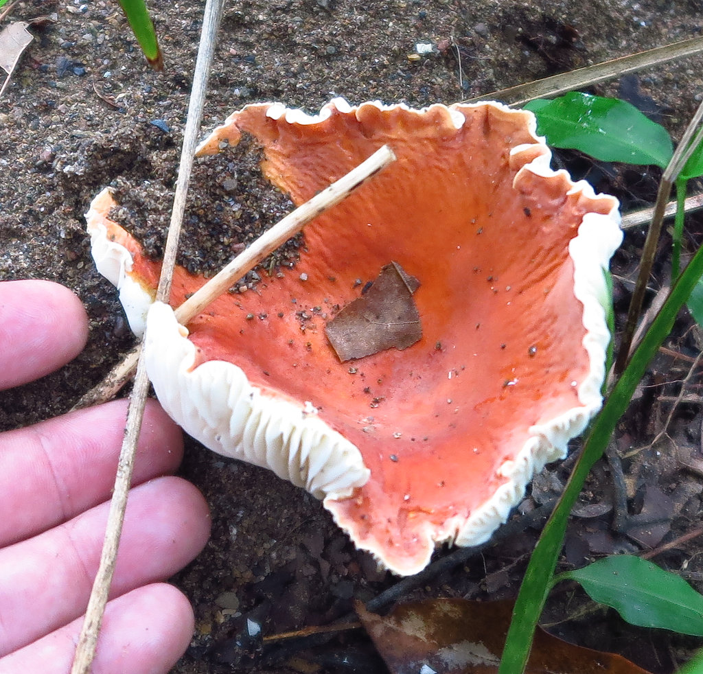 Red Russula (aka Rosy Brittlegills)