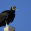 Black Vulture