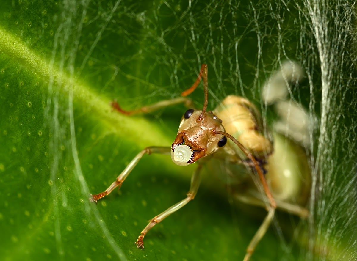 Asian Weaver Ant