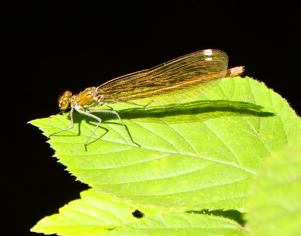 Beautiful Demoiselle