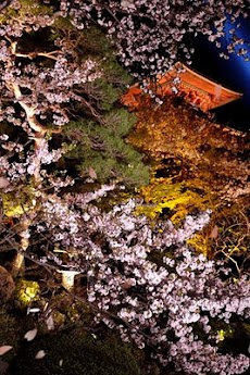 夜桜 ライブ壁紙のおすすめ画像2