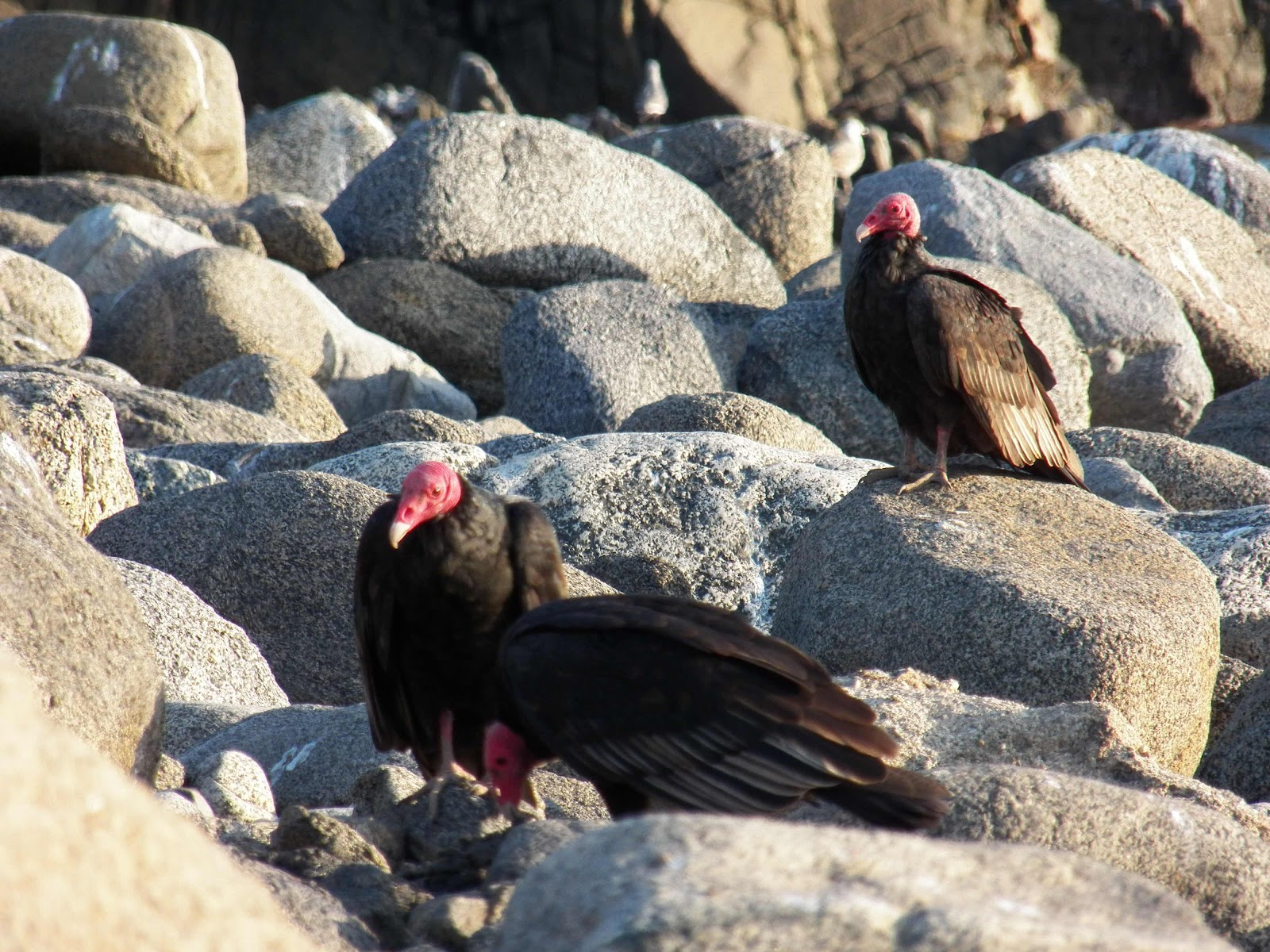 Vultures, Costa, Peru