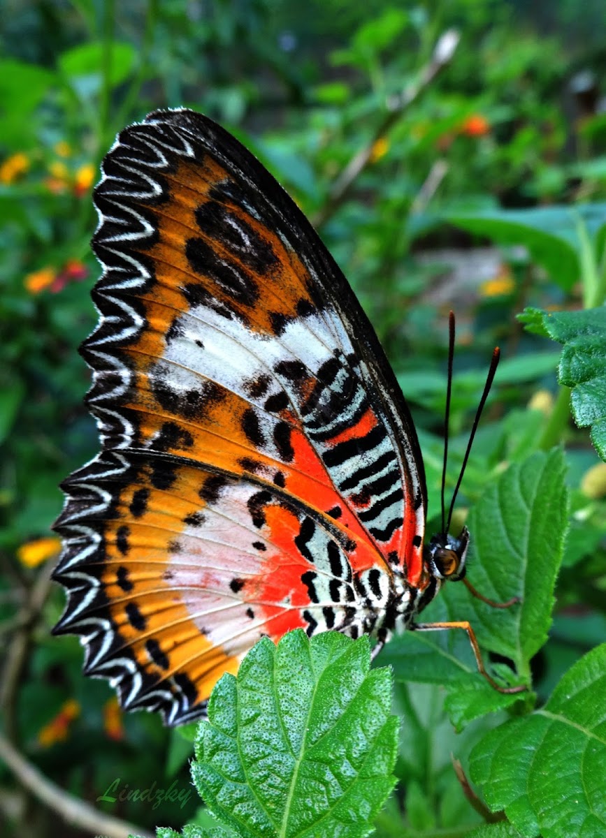 Red Lacewing Butterfly