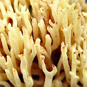 Coral Fungus