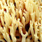 Coral Fungus