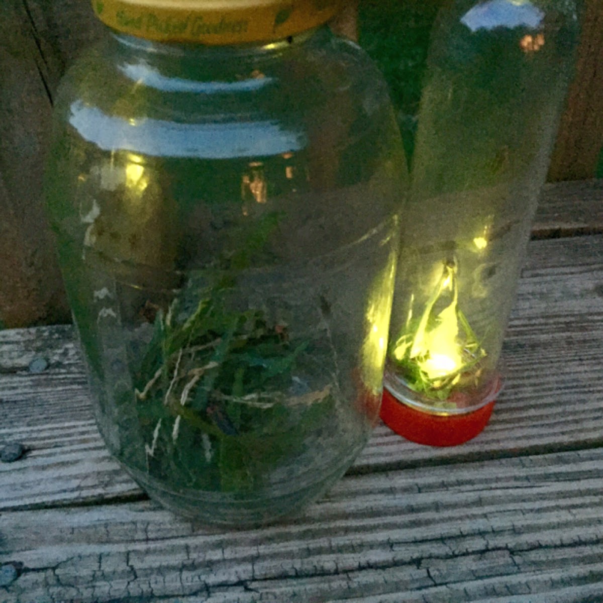 Fireflies