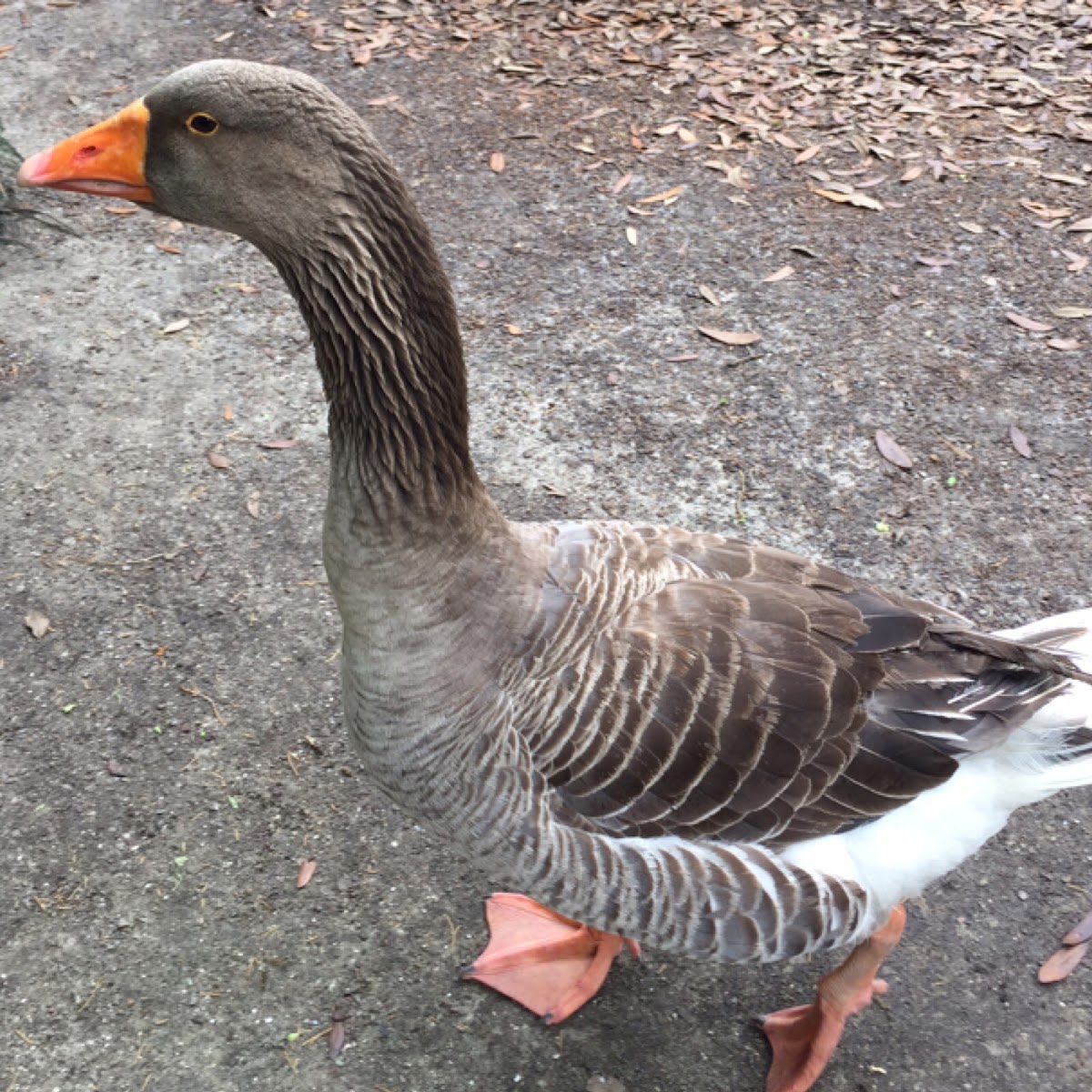 Graylag goose