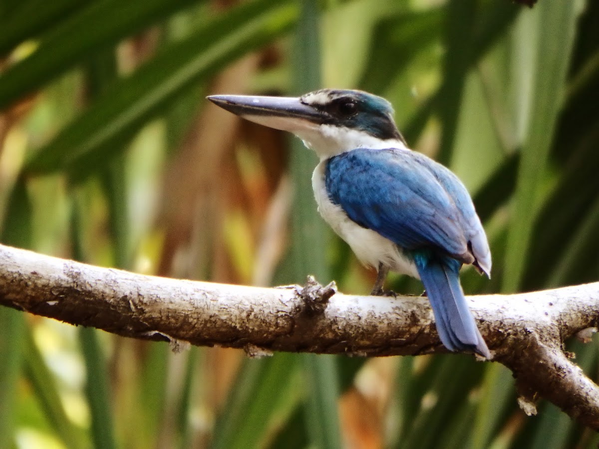 Collared Kingfisher